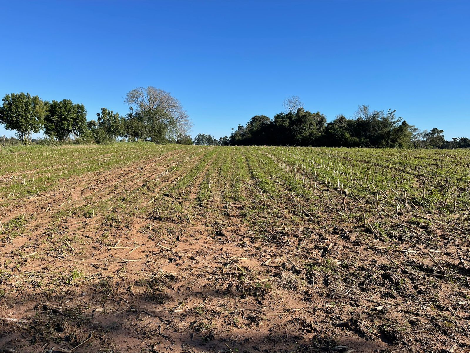 Terreno com 2.4 hectares faixa de Taquara — foto 5