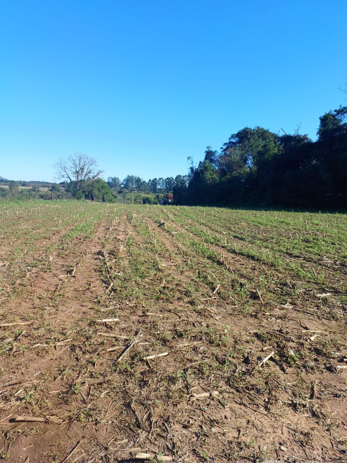 Terreno com 2.4 hectares faixa de Taquara — foto 3