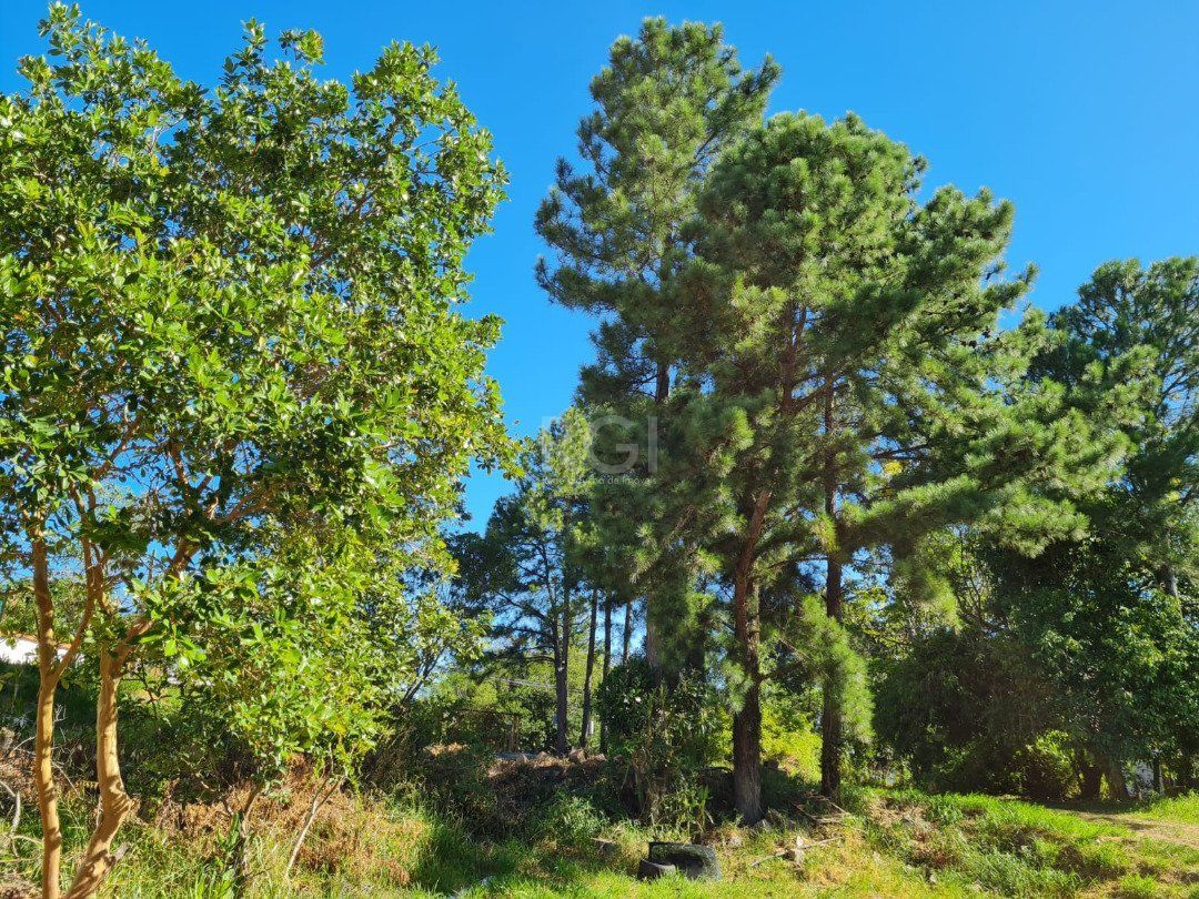 Terreno, 3 hectares - Foto 4