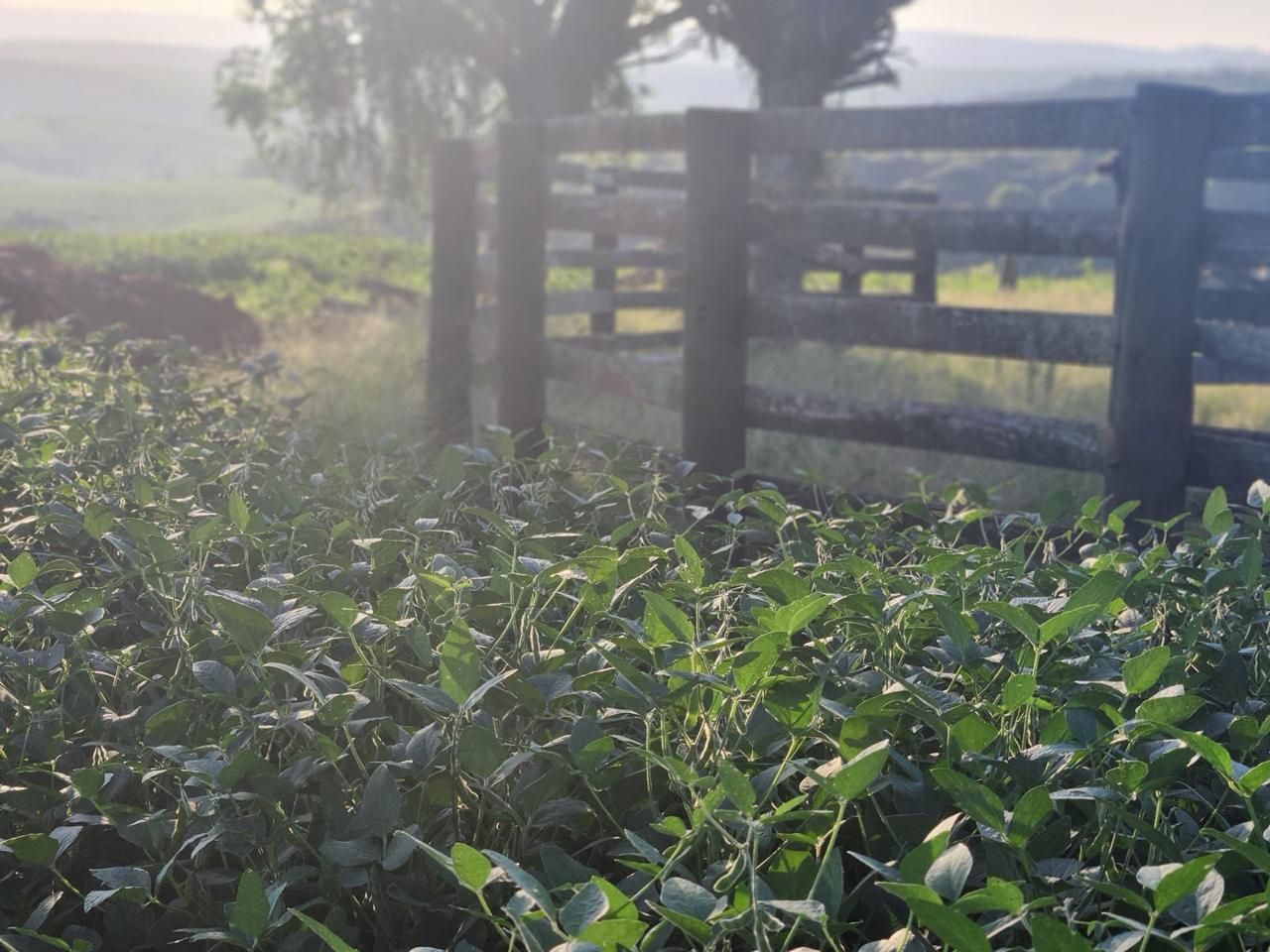 Fazenda à venda com 3 quartos, 250m² - Foto 3