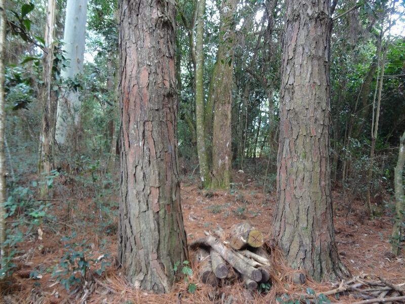 Terreno à venda, 145000m² - Foto 16