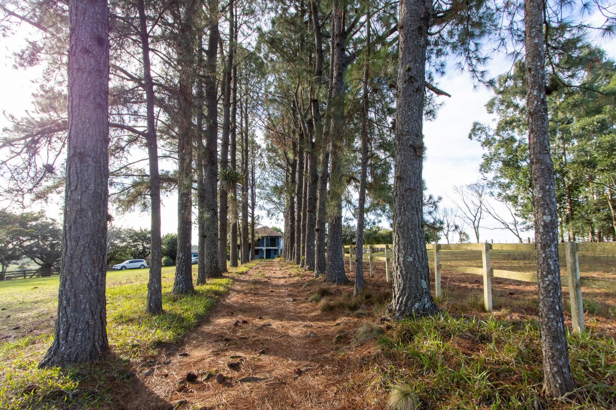 Sítio, 3 quartos, 8 hectares - Foto 8