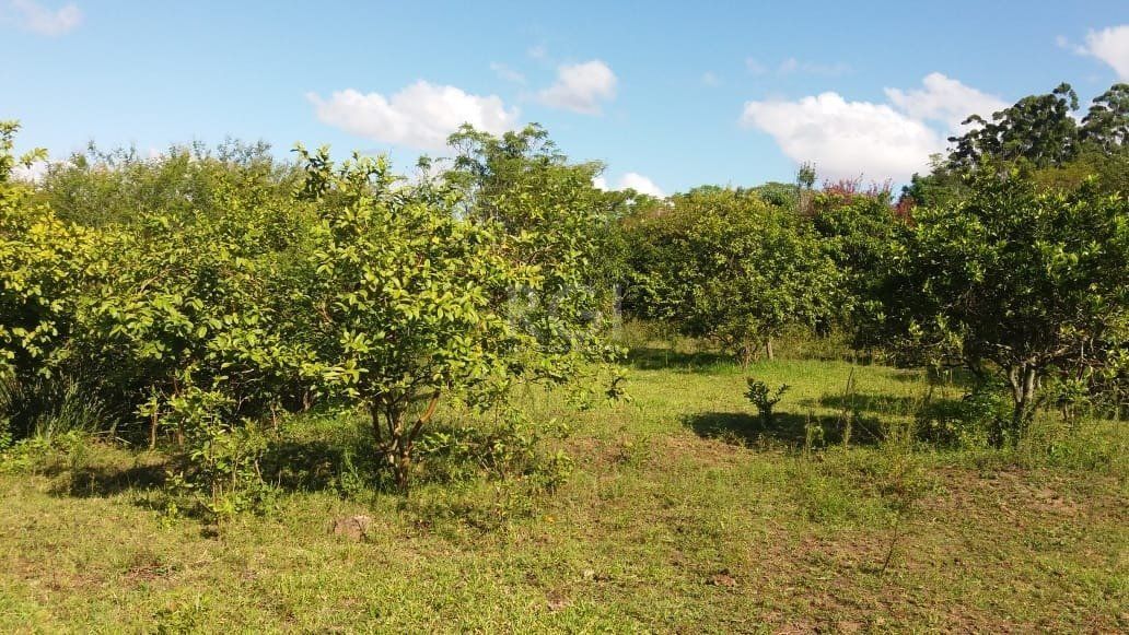 Terreno, 4 hectares - Foto 5