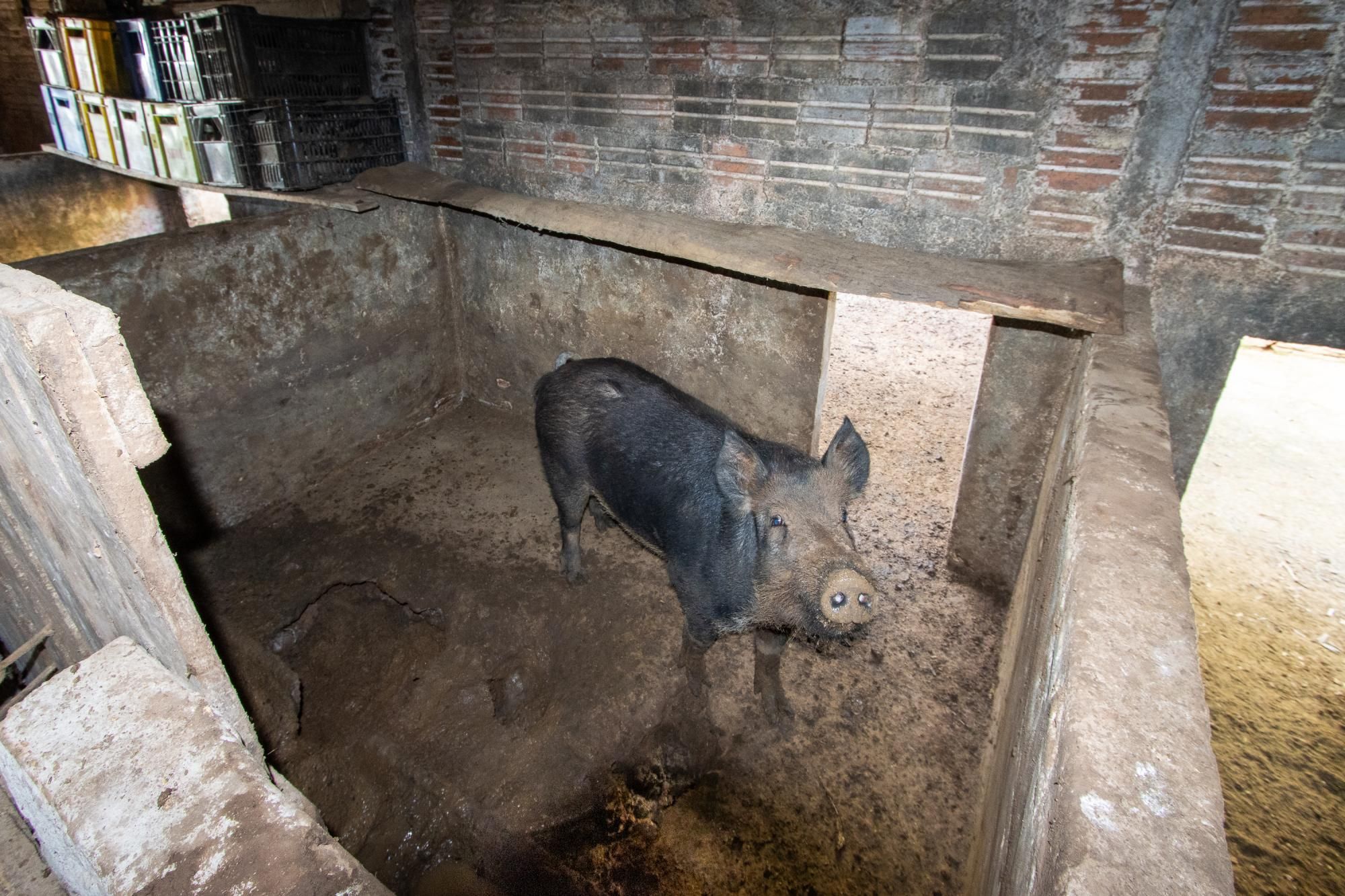 Sítio, 3 quartos, 8 hectares - Foto 57