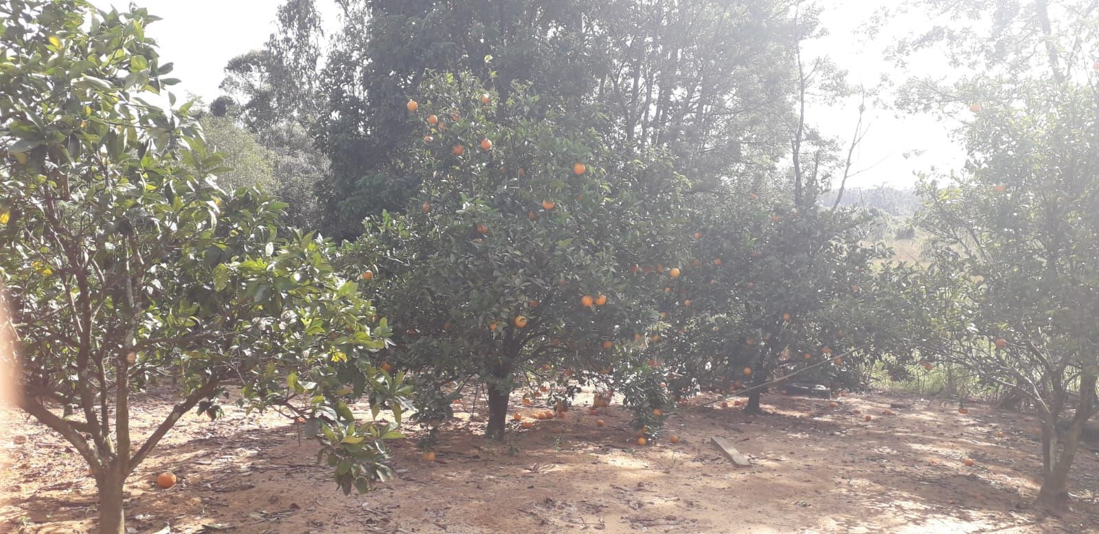 Casa, 4 quartos, 300 m² - Foto 45