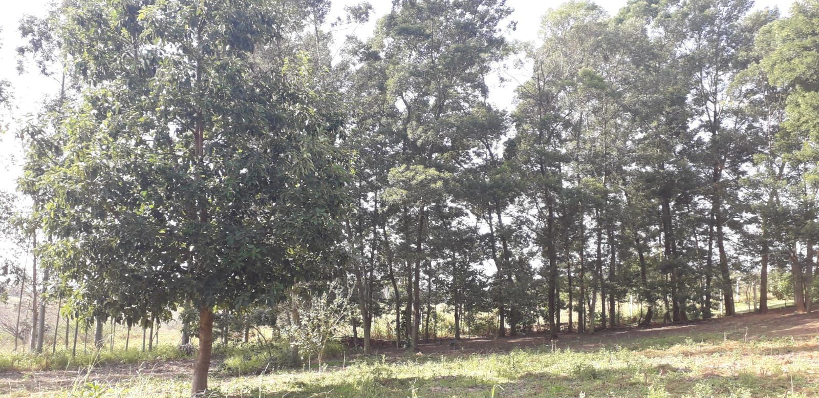 Casa, 4 quartos, 300 m² - Foto 47