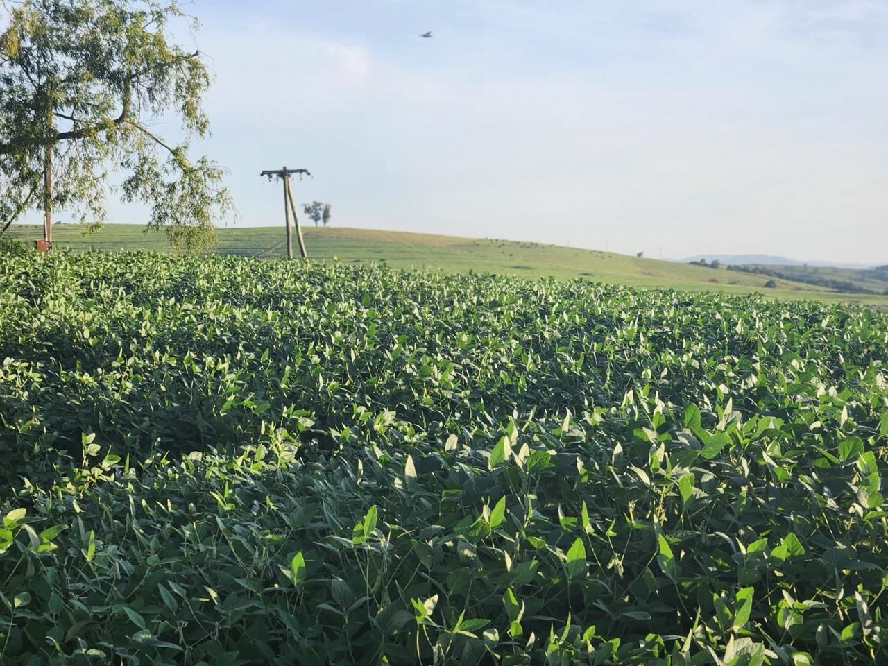 Fazenda à venda com 3 quartos, 250m² - Foto 5