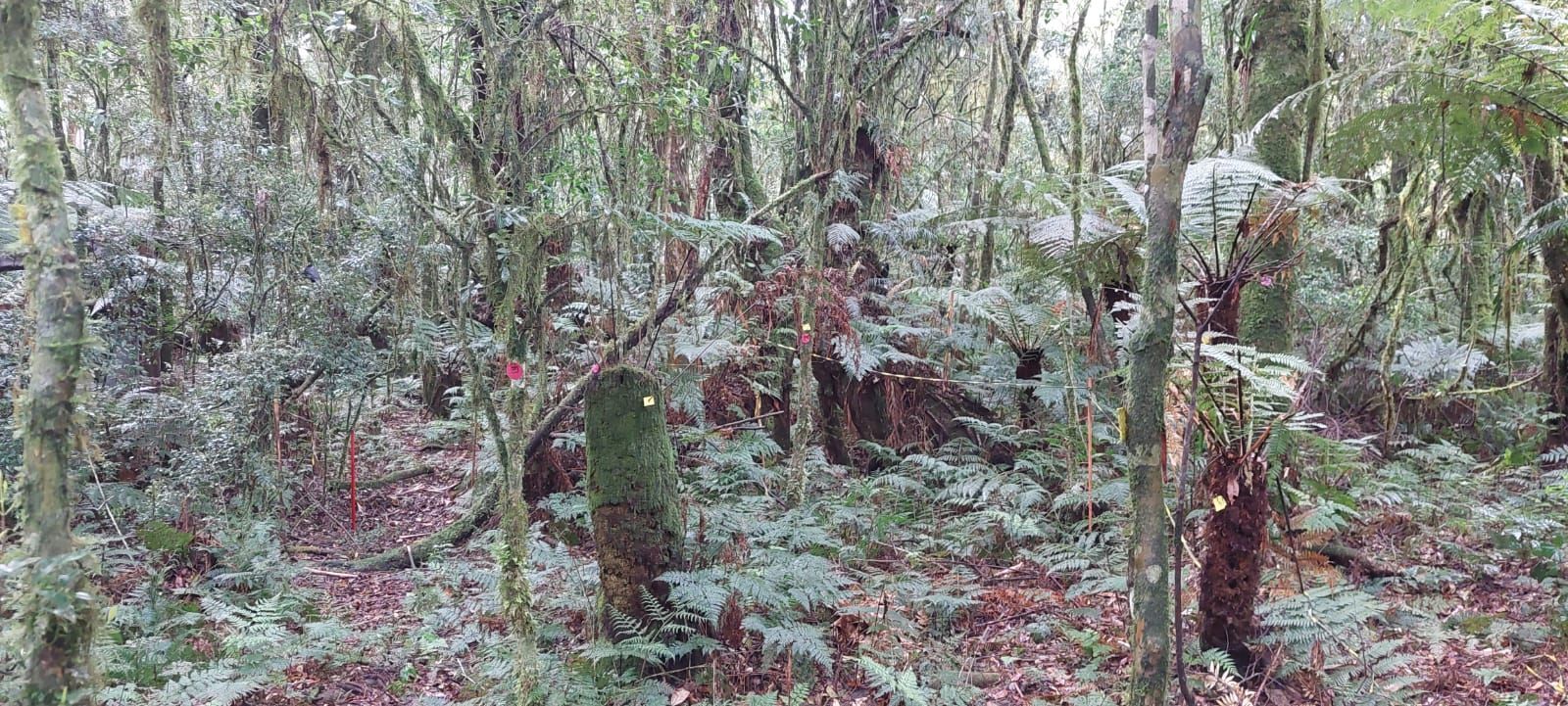 Terreno à venda, 600m² - Foto 8