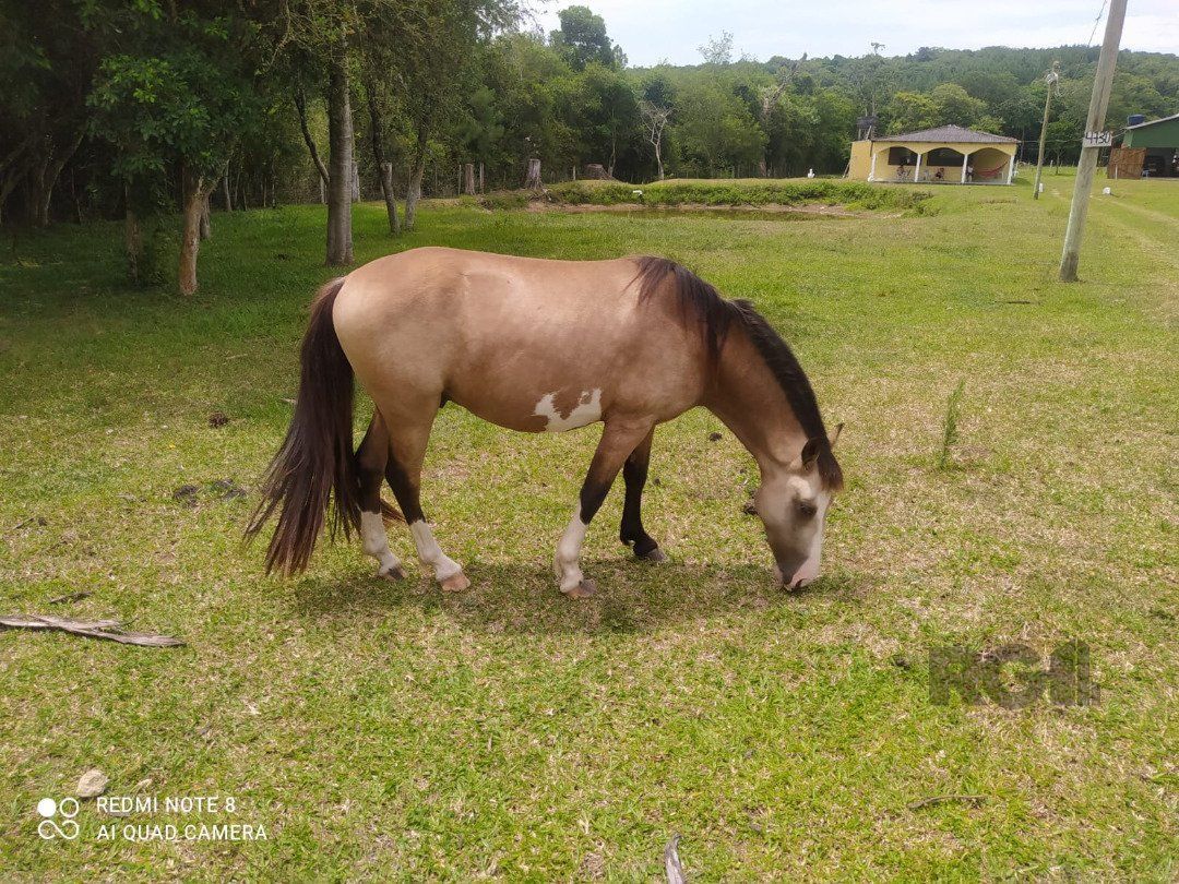 Chácara, 4 quartos, 10000 m² - Foto 4