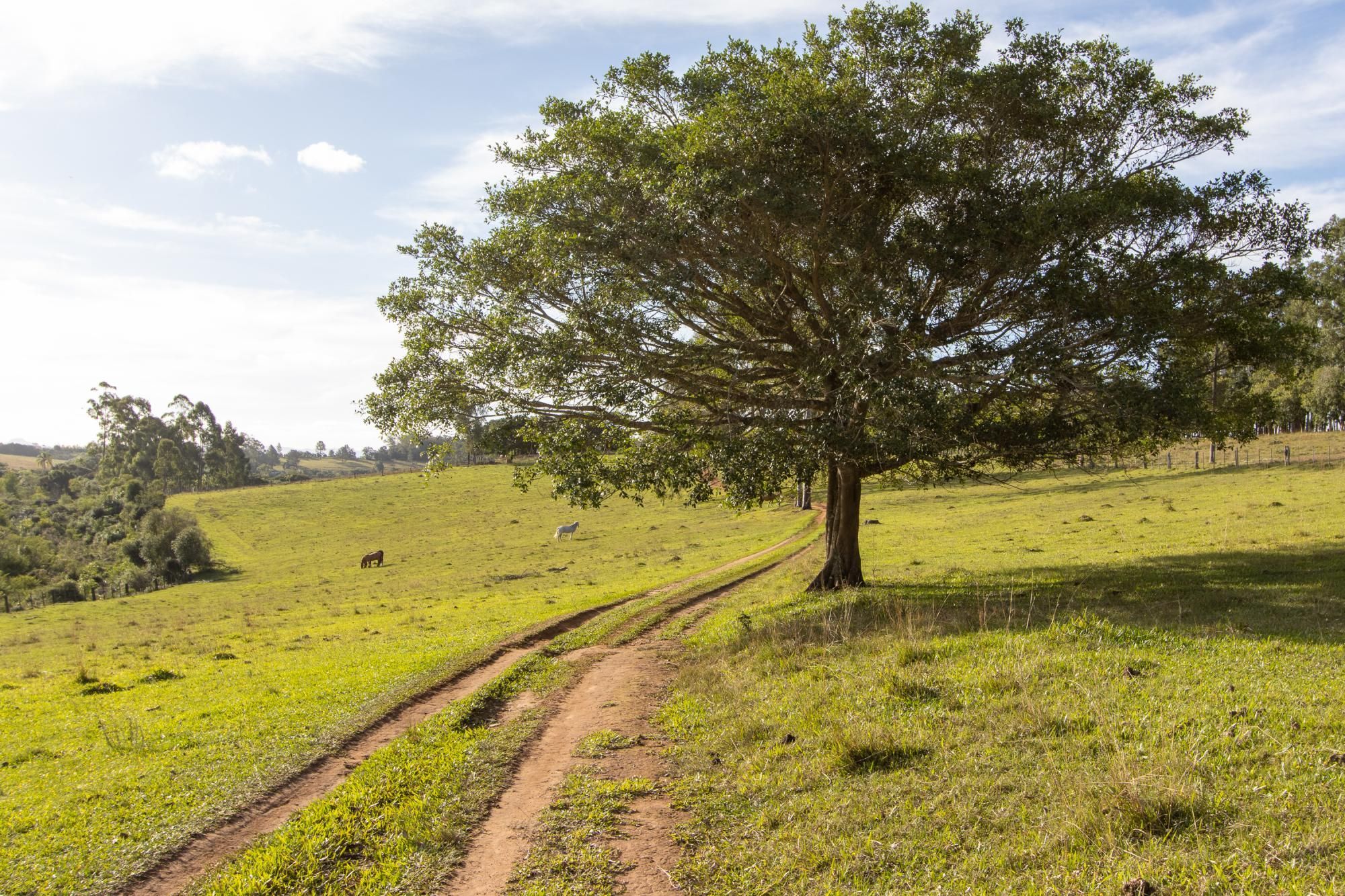 Sítio, 3 quartos, 8 hectares - Foto 4