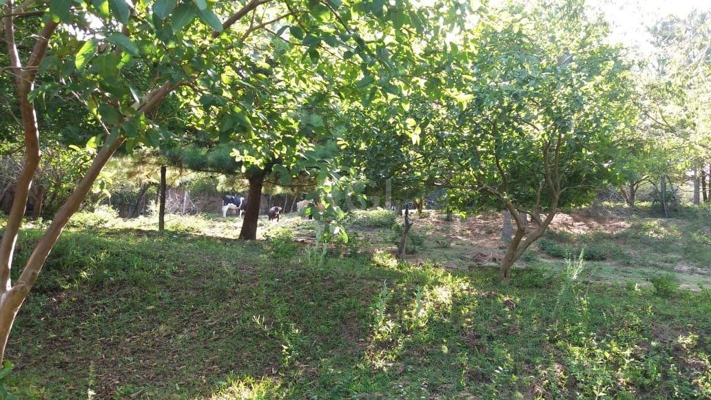 Terreno, 4 hectares - Foto 4