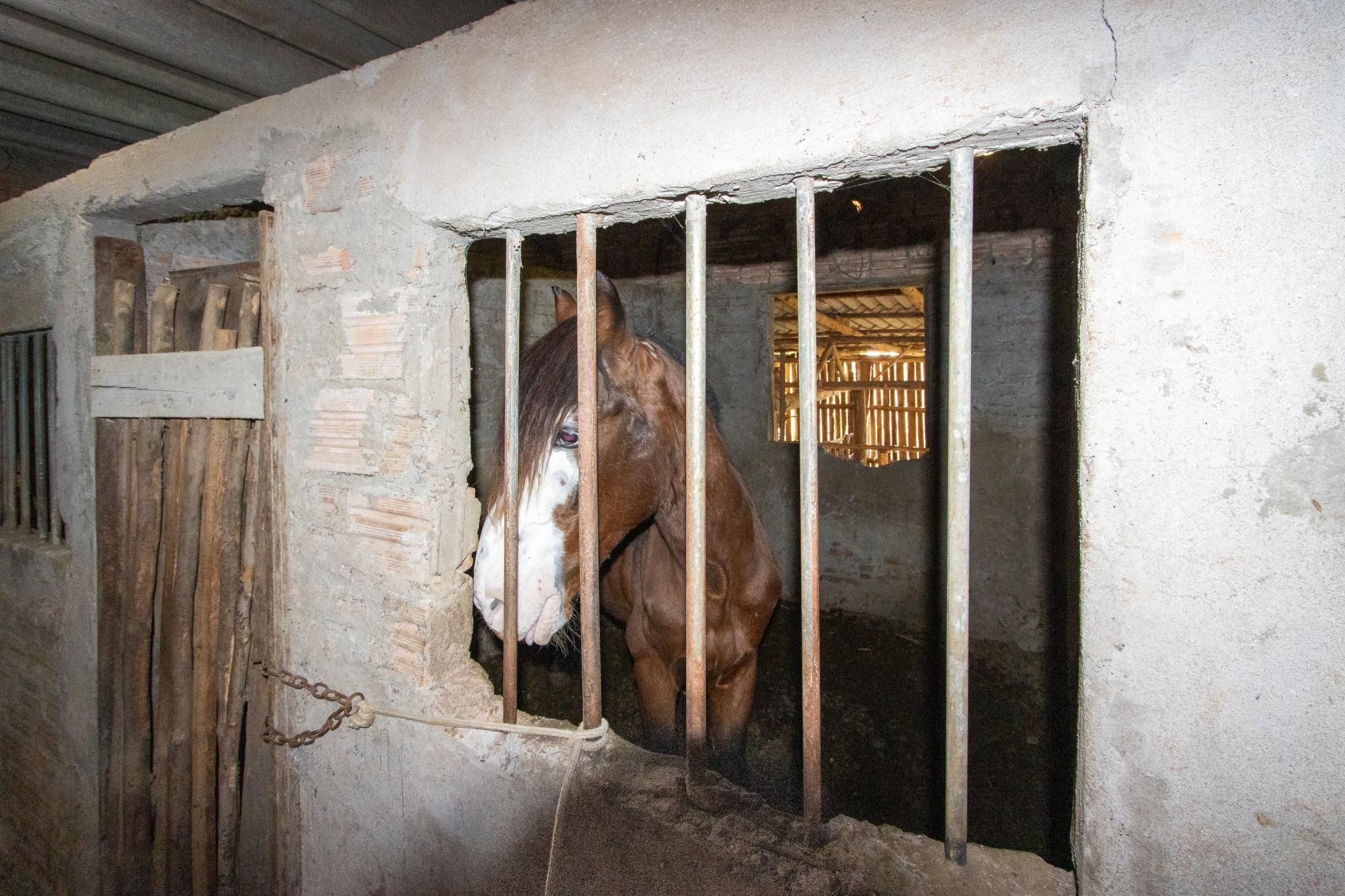 Sítio, 3 quartos, 8 hectares - Foto 55