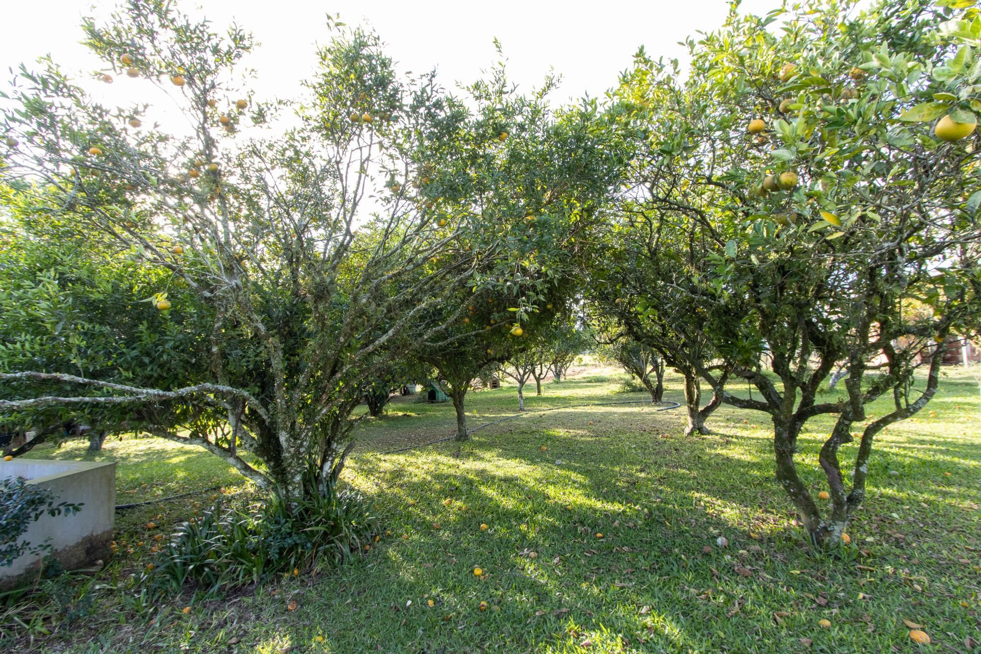 Sítio, 3 quartos, 8 hectares - Foto 47