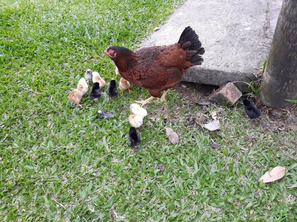 Chácara, 3 quartos, 4 hectares - Foto 19