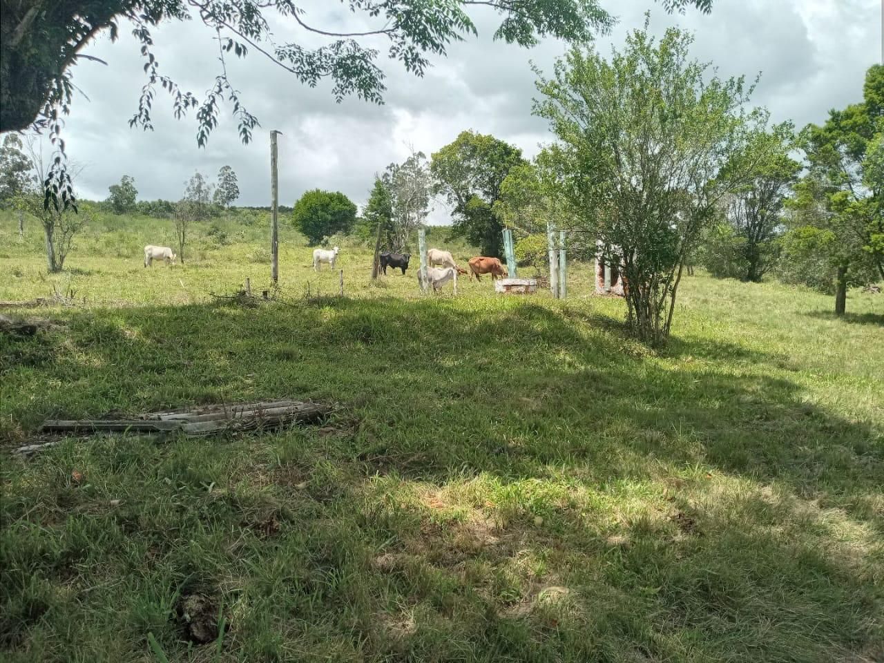 Sítio, 3 quartos, 12 hectares - Foto 19