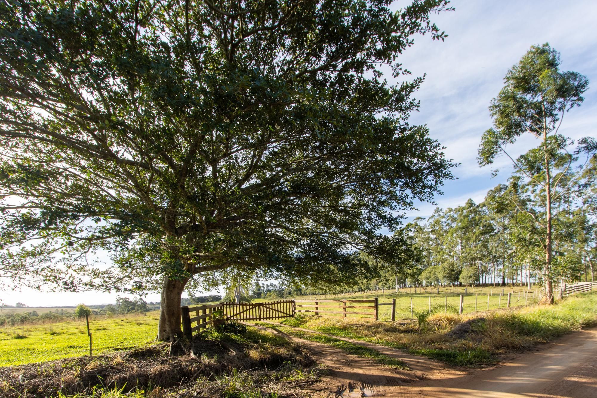 Sítio, 3 quartos, 8 hectares - Foto 2
