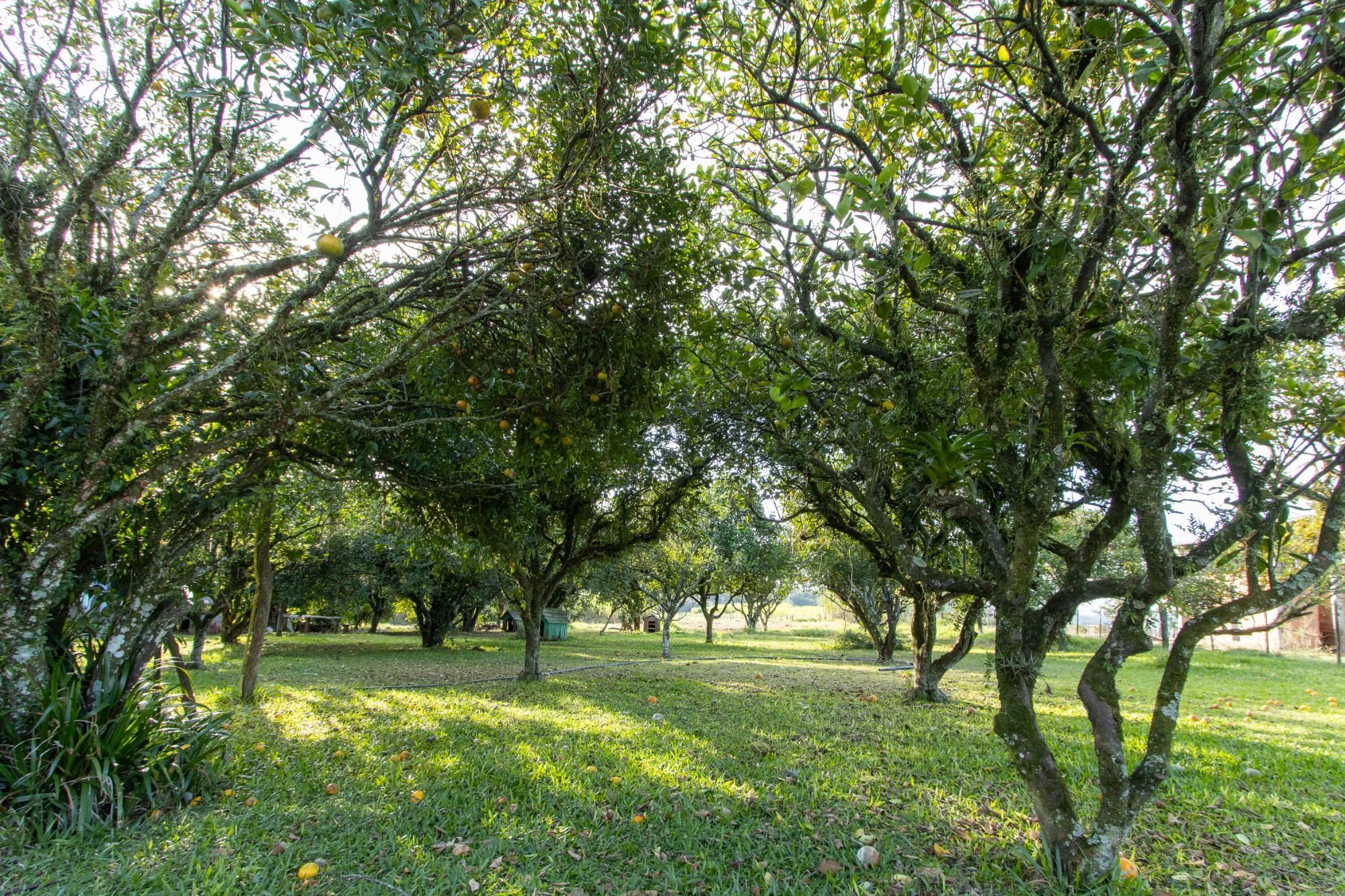 Sítio, 3 quartos, 8 hectares - Foto 46