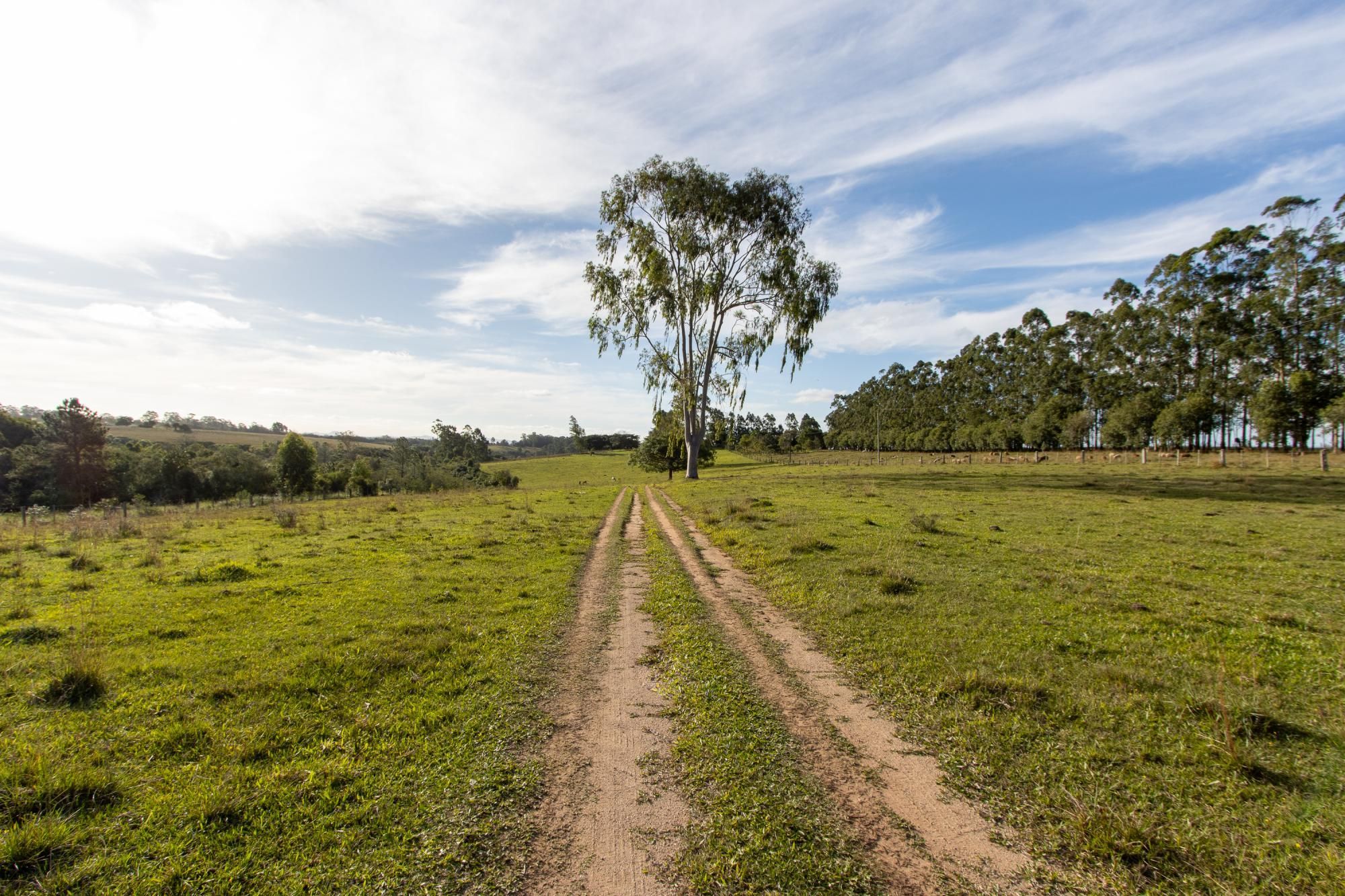 Sítio, 3 quartos, 8 hectares - Foto 3