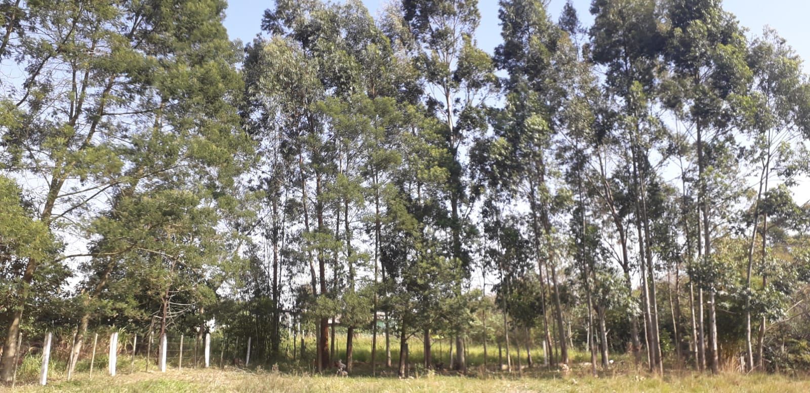 Casa, 4 quartos, 300 m² - Foto 44