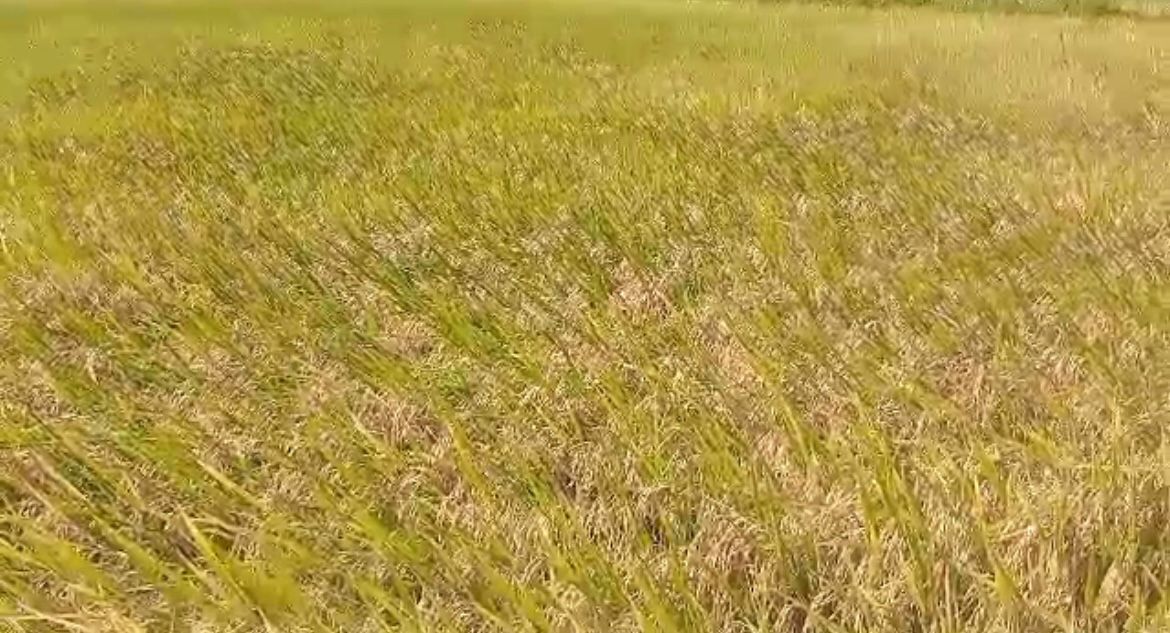 Fazenda à venda com 3 quartos, 500m² - Foto 13