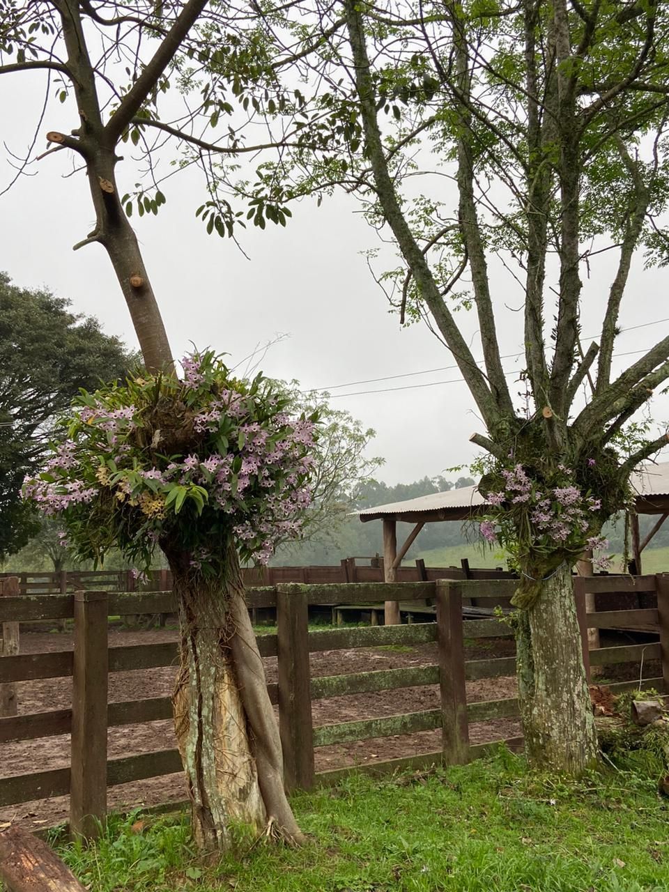 Fazenda à venda com 3 quartos, 500m² - Foto 7