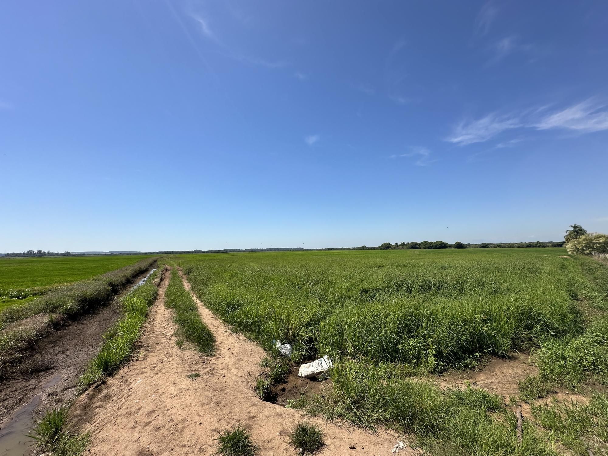 Fazenda à venda com 3 quartos, 500m² - Foto 36