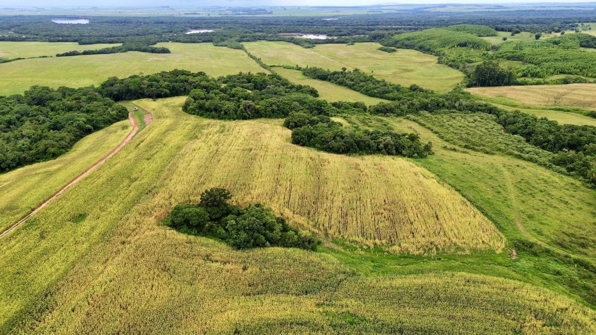 Fazenda à venda com 3 quartos, 500m² - Foto 39