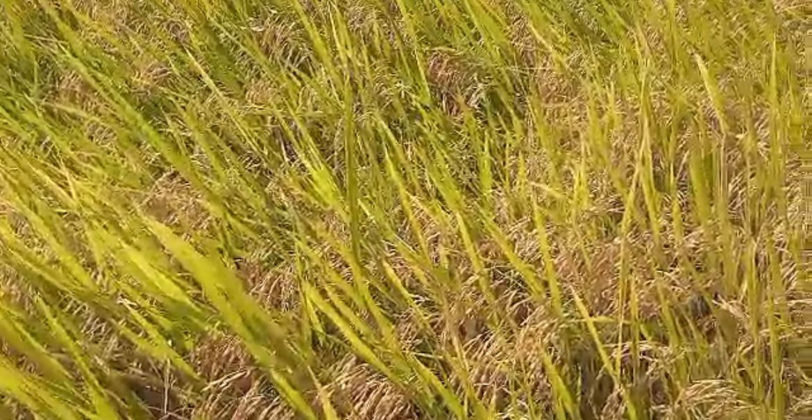 Fazenda à venda com 3 quartos, 500m² - Foto 14