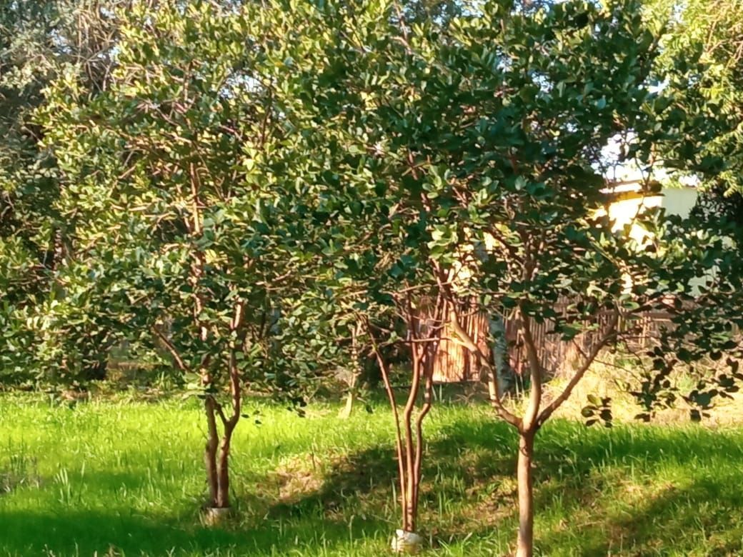 Terreno à venda, 5001m² - Foto 5