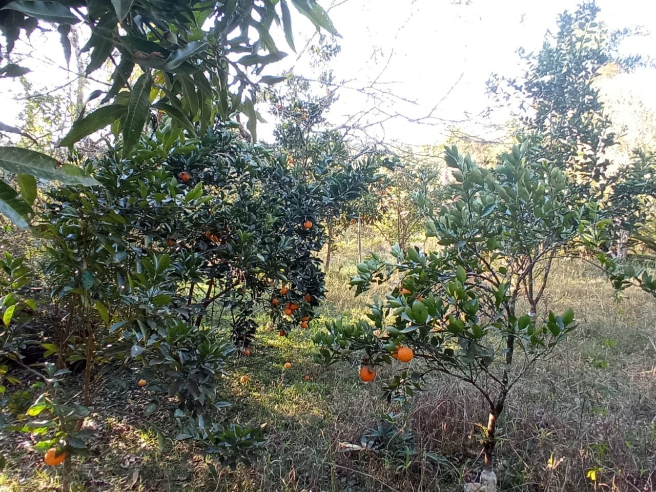 Terreno à venda, 5001m² - Foto 3