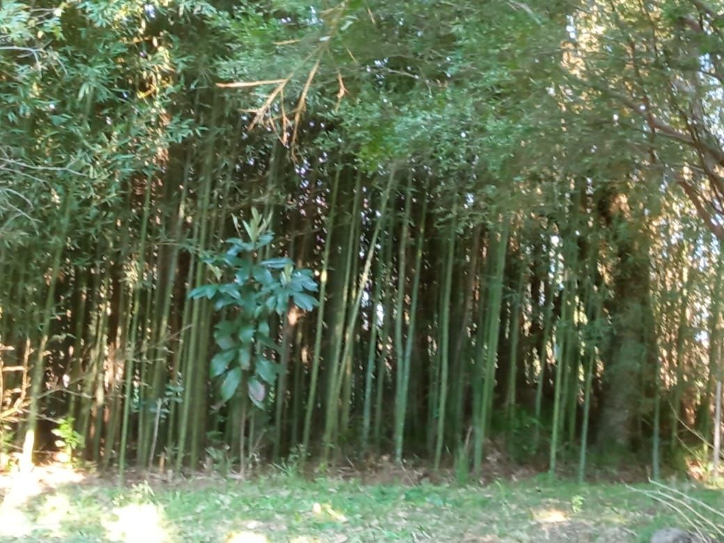 Terreno à venda, 5001m² - Foto 4