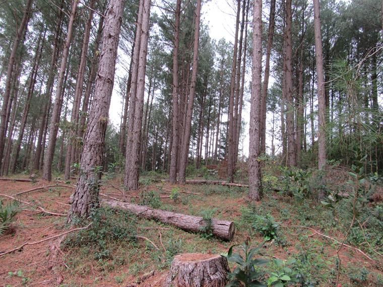 Chácara, 5 hectares - Foto 15