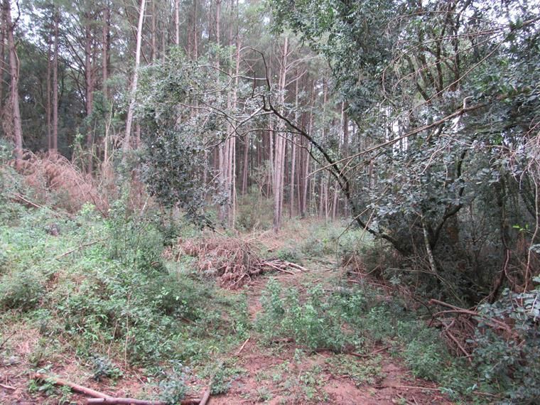 Chácara, 5 hectares - Foto 11