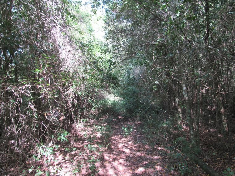 Chácara, 5 hectares - Foto 12