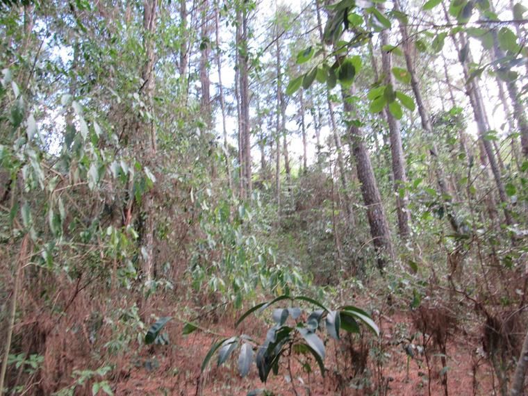 Chácara, 5 hectares - Foto 5