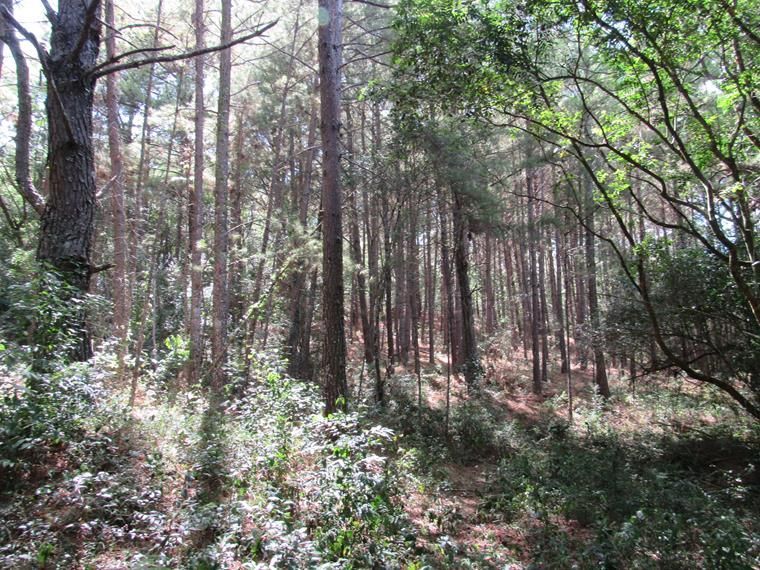 Chácara, 5 hectares - Foto 14