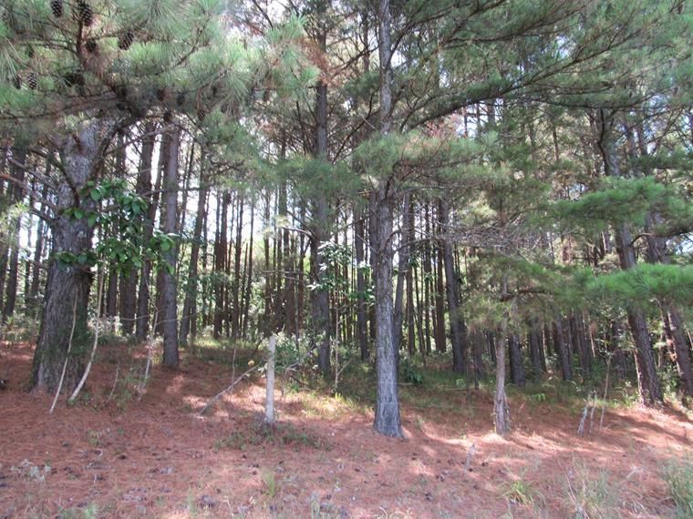 Chácara, 5 hectares - Foto 9