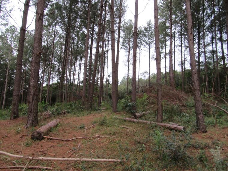 Chácara, 5 hectares - Foto 6