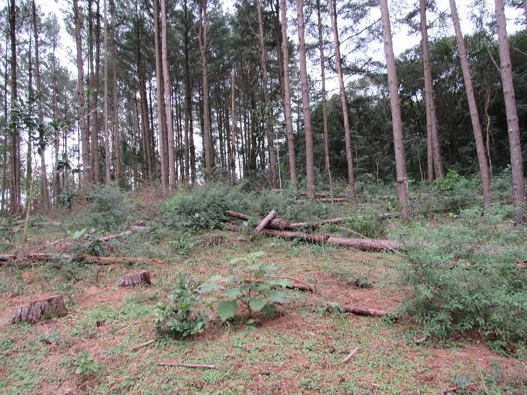 Chácara, 5 hectares - Foto 20