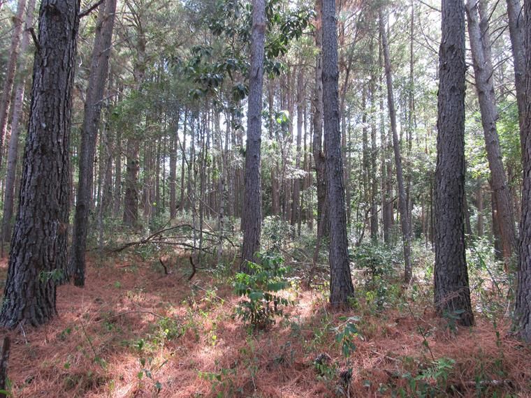 Chácara, 5 hectares - Foto 3