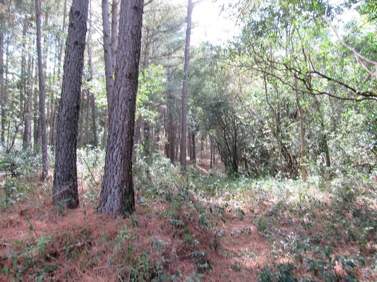 Chácara, 5 hectares - Foto 13