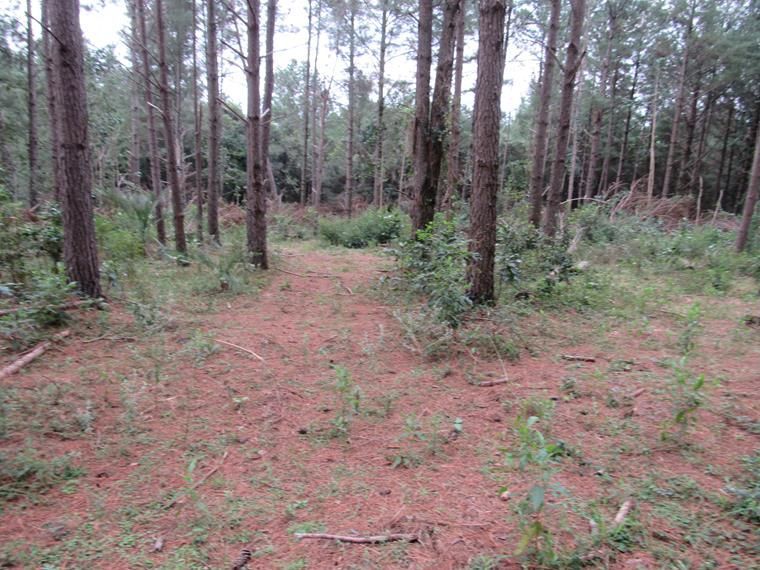 Chácara, 5 hectares - Foto 17