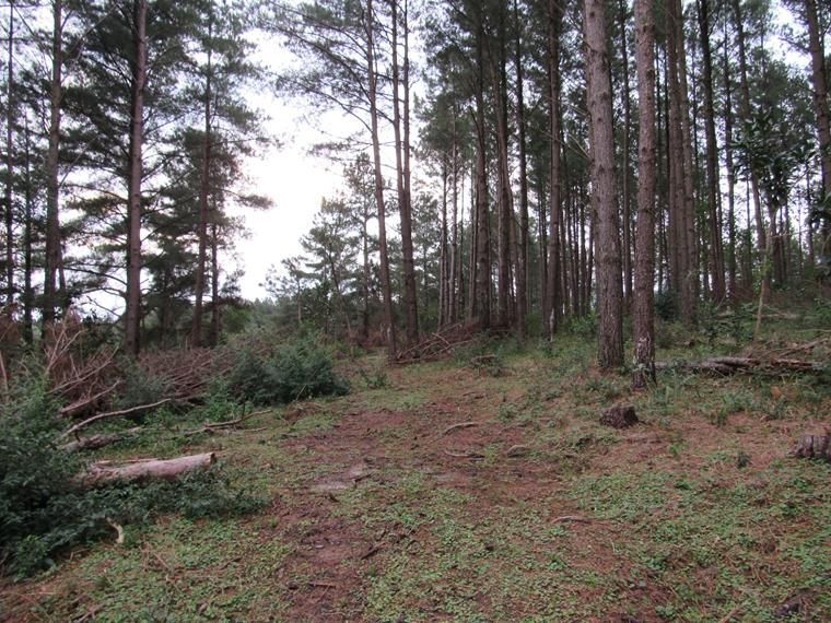 Chácara, 5 hectares - Foto 7