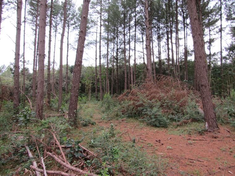 Chácara, 5 hectares - Foto 2