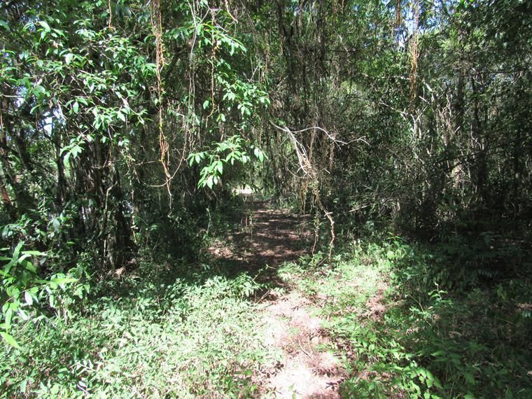 Chácara, 5 hectares - Foto 4