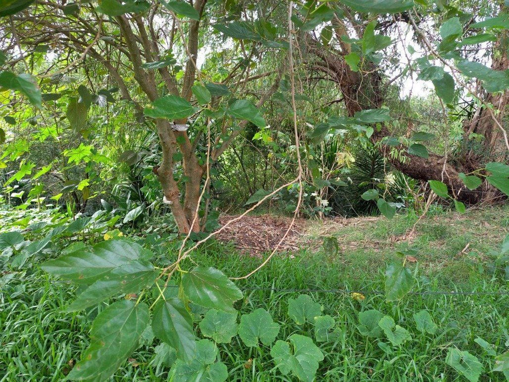 Terreno, 313 m² - Foto 2