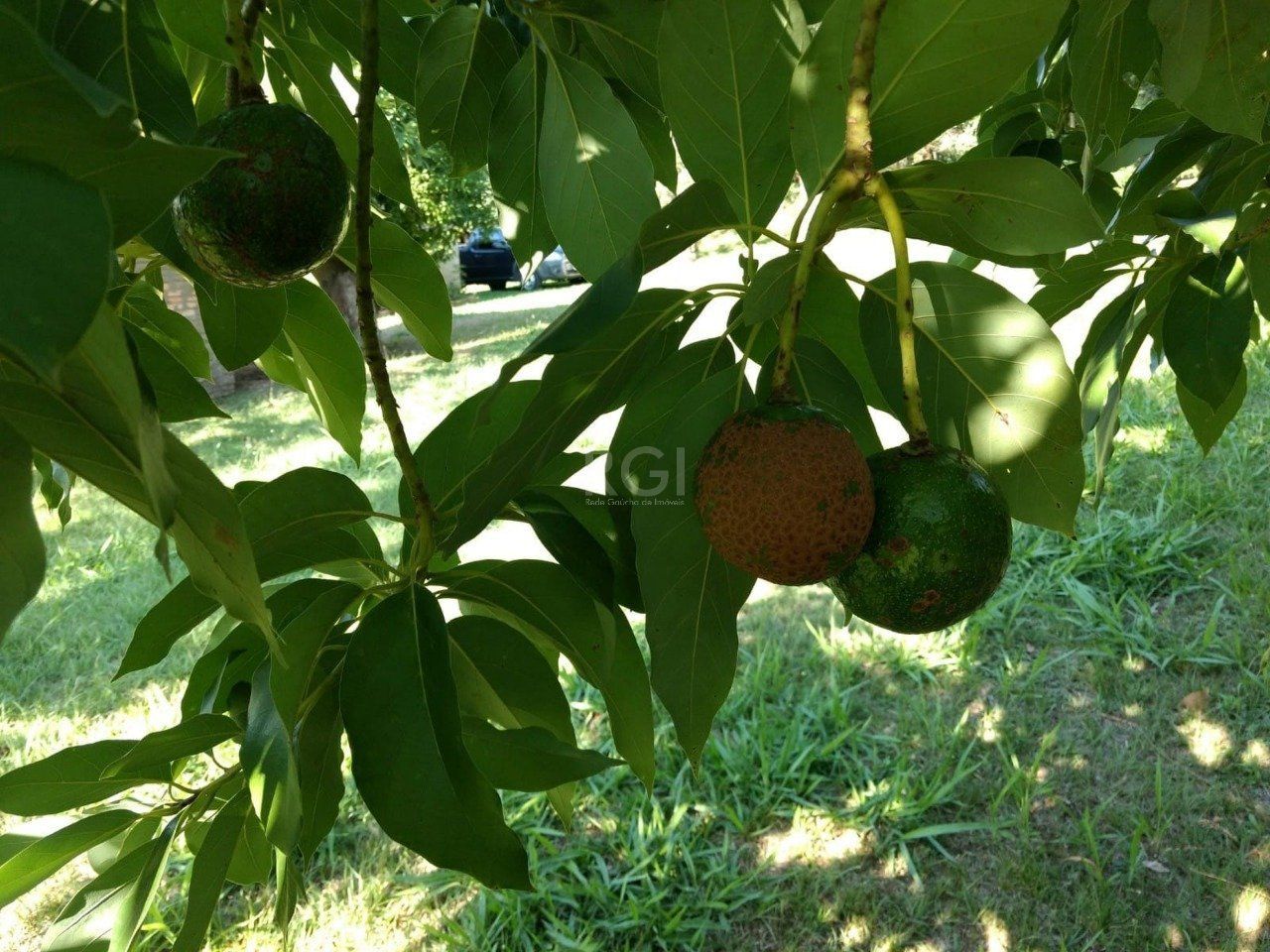 Sítio, 1 quarto, 6750 m² - Foto 7