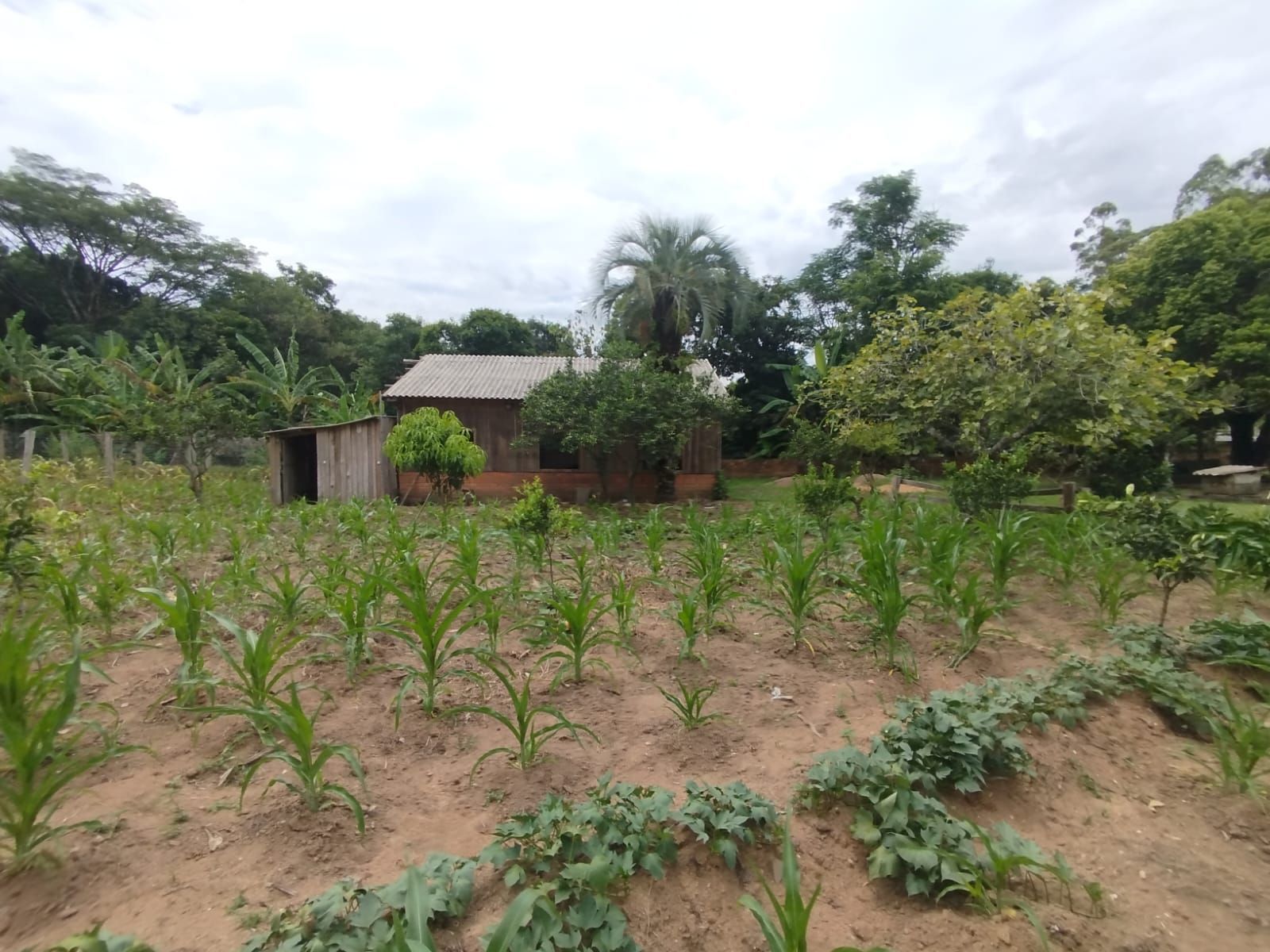 Fazenda à venda com 3 quartos - Foto 1