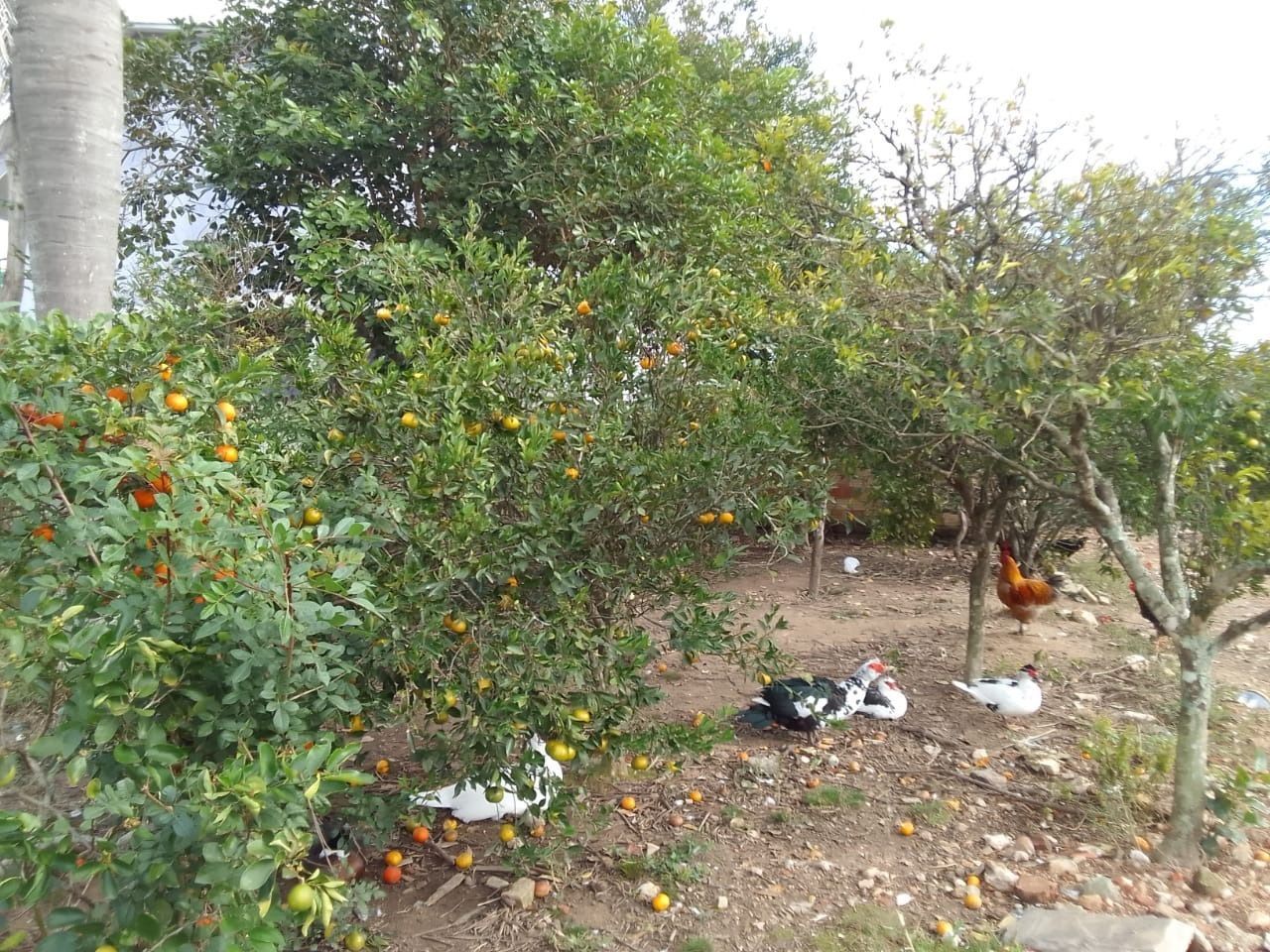 Sítio à venda com 5 quartos, 1500m² - Foto 22