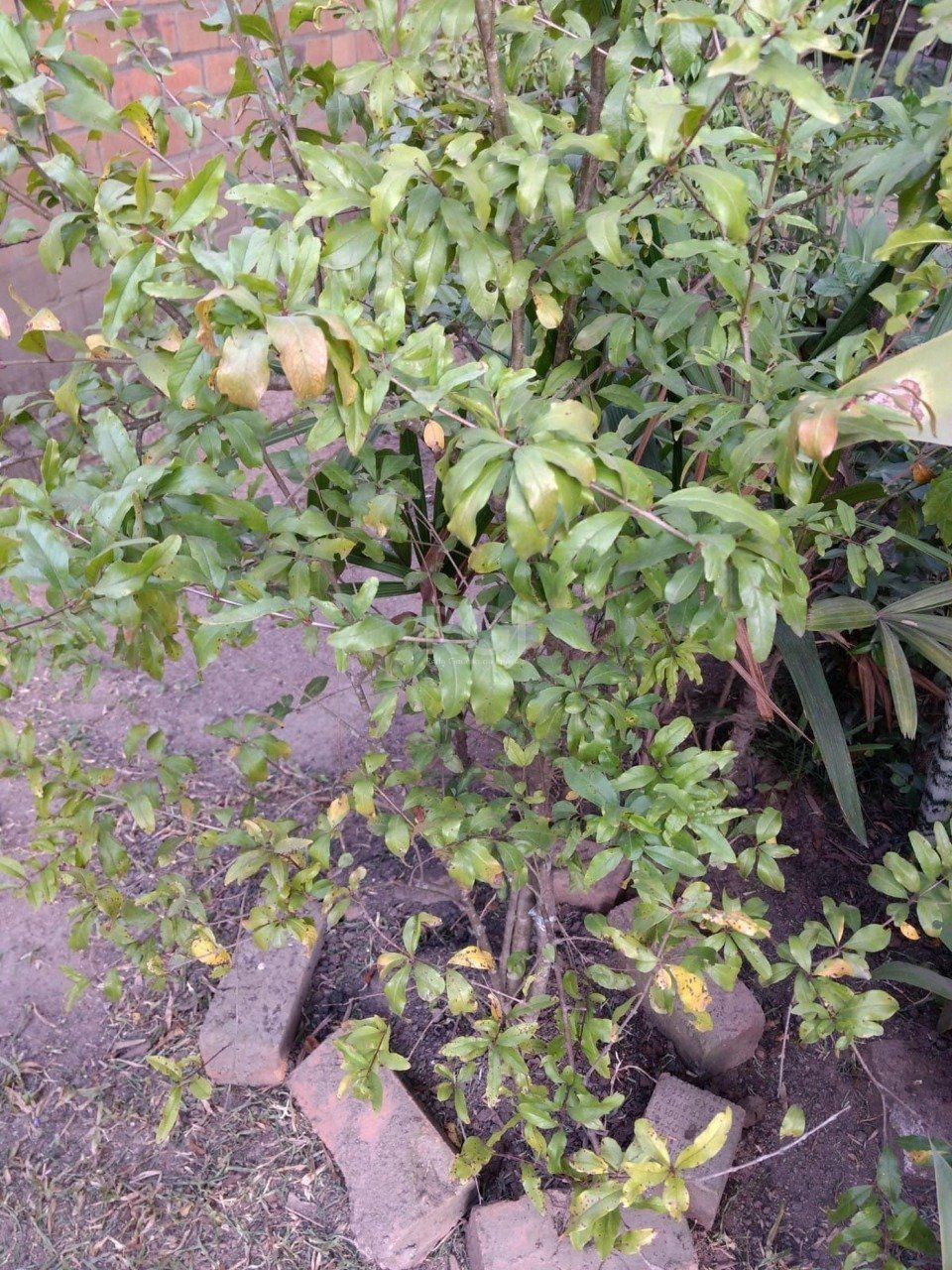 Sítio, 1 quarto, 6750 m² - Foto 14